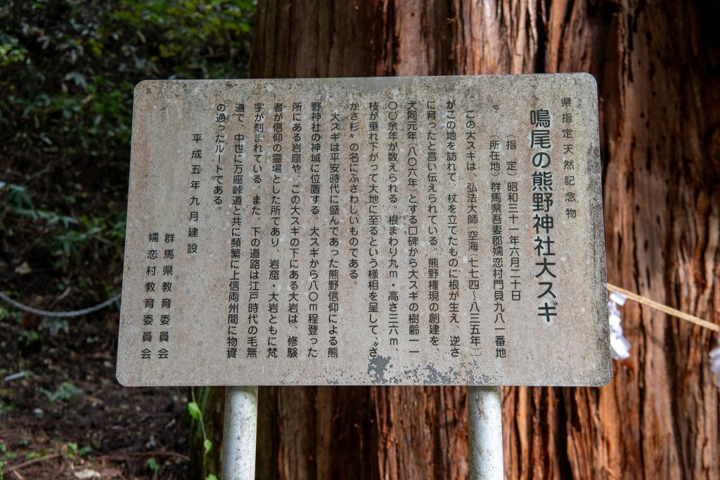 鳴尾の熊野神社大スギ