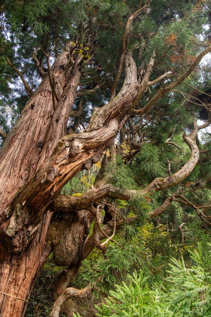 鳴尾の熊野神社大スギ