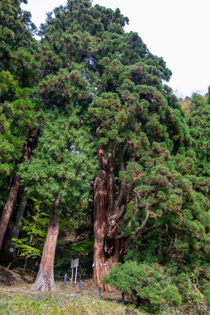 鳴尾の熊野神社大スギ