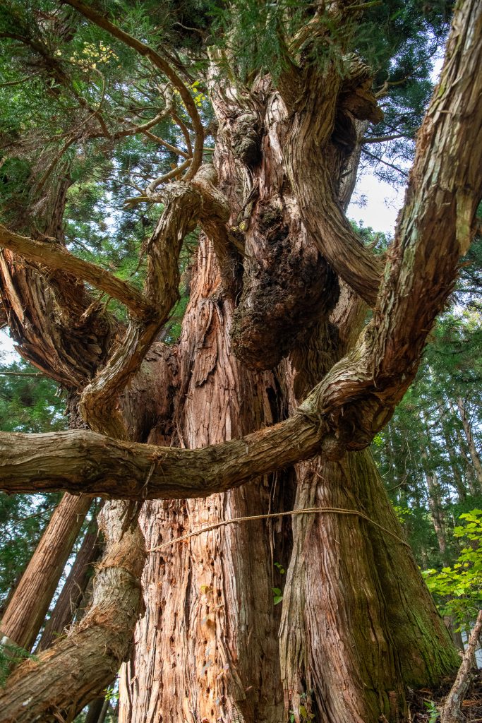 鳴尾の熊野神社大スギ