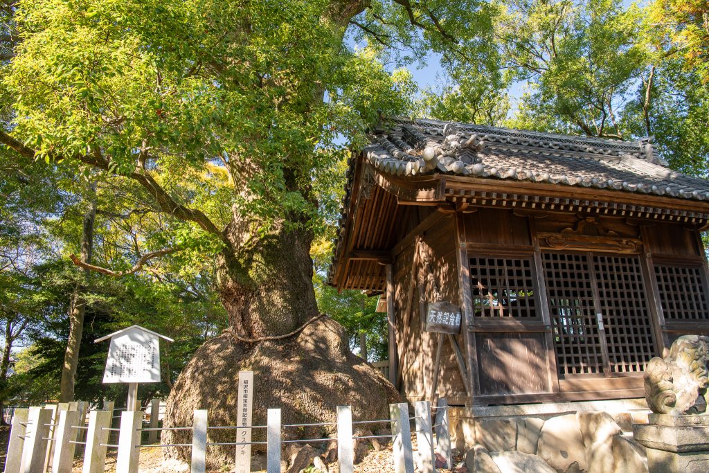 東城のクスノキ