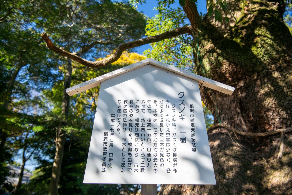 東城のクスノキ案内板