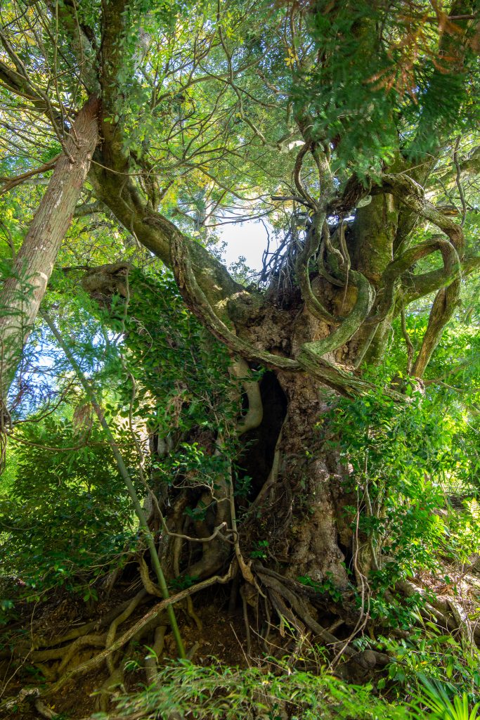 應昌寺のシラカシ