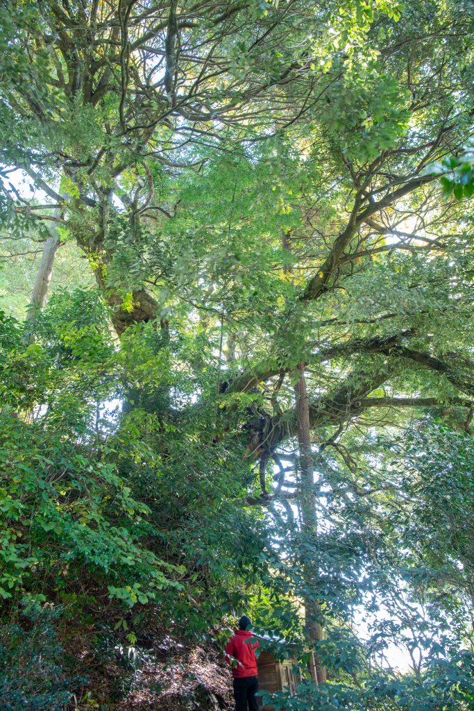 應昌寺のシラカシ