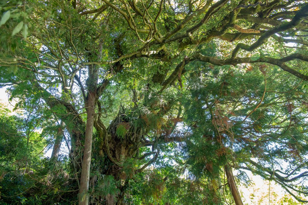 應昌寺のシラカシ
