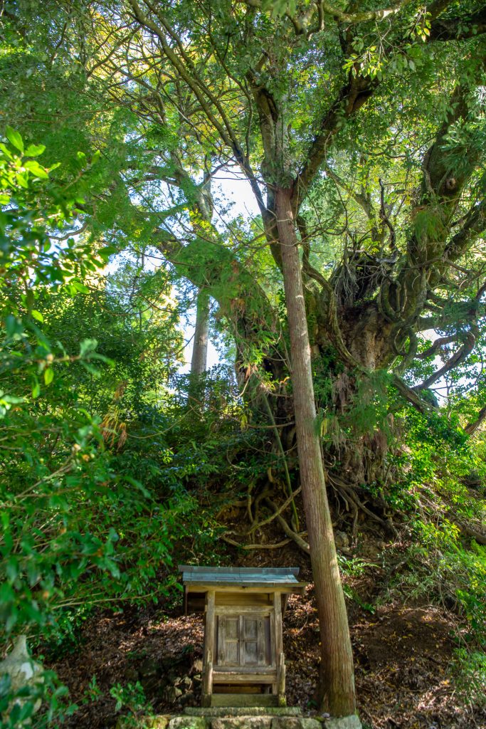 應昌寺のシラカシ