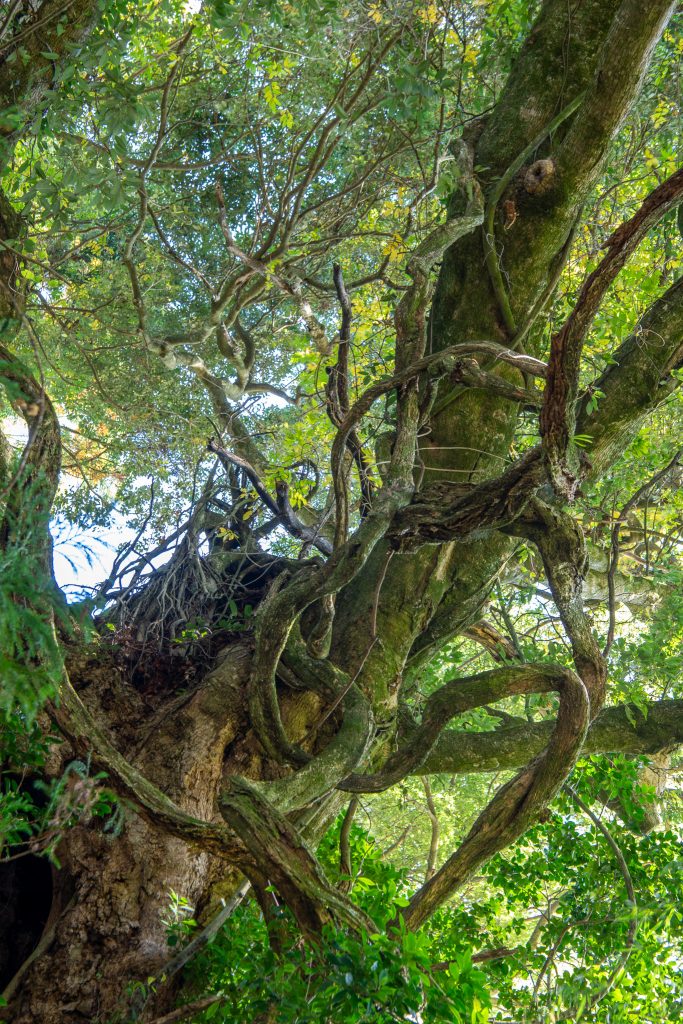 應昌寺のシラカシ