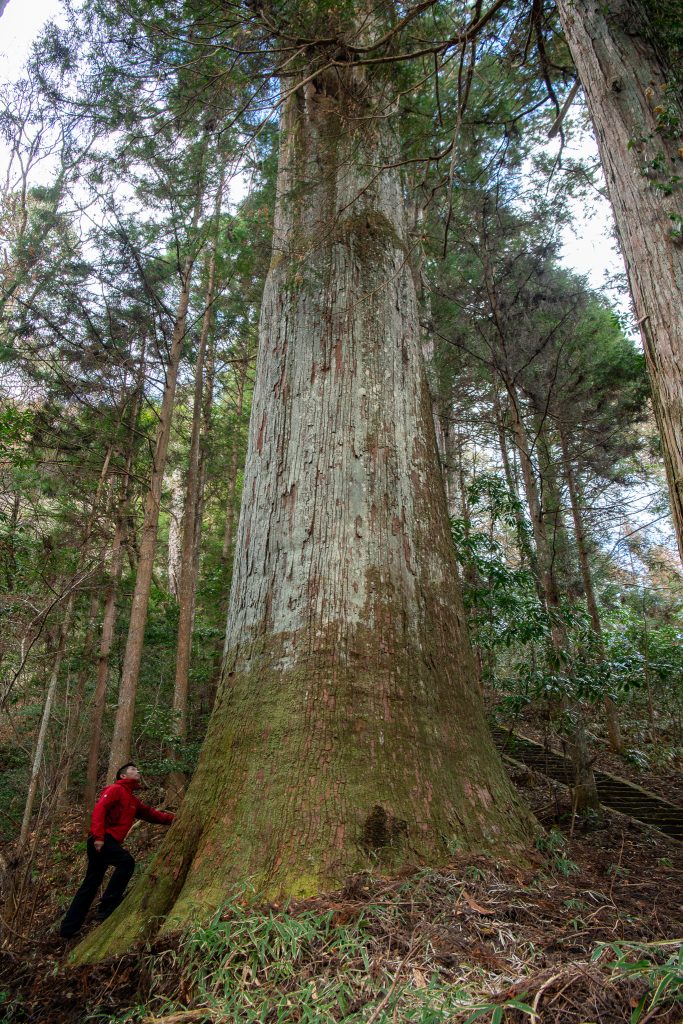 与川白山神社の大杉