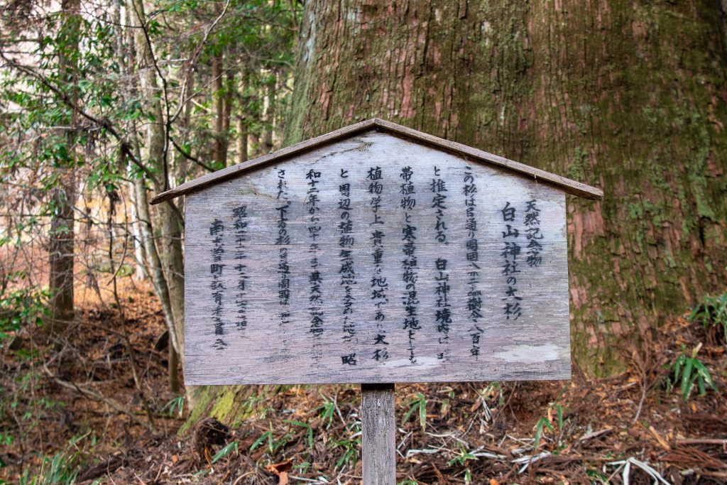 与川白山神社の大杉看板