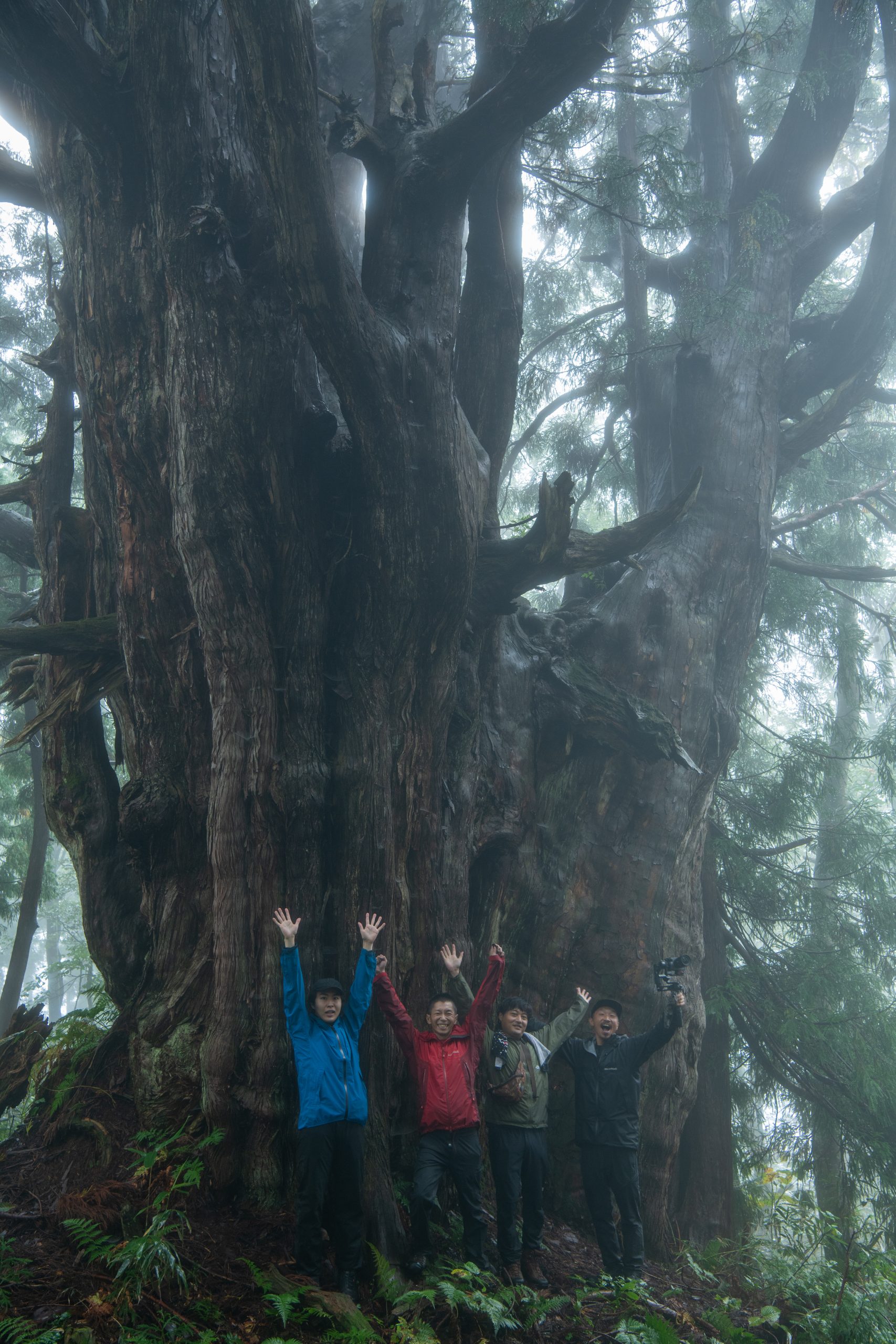 細蔵山 幻の大杉
