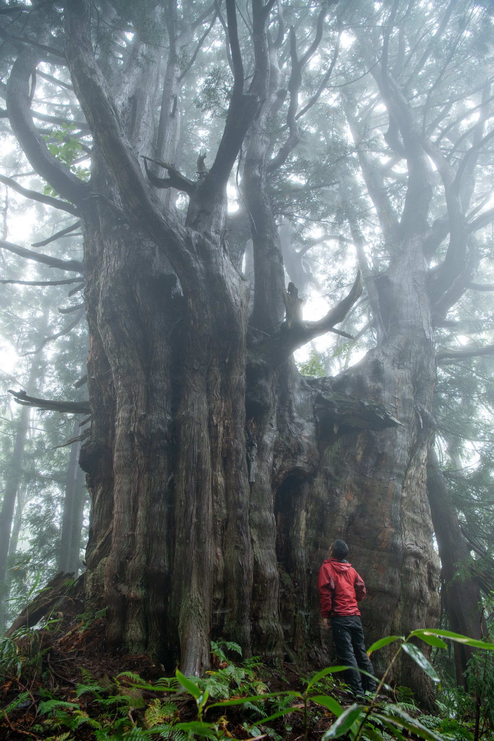 細蔵山 幻の大杉
