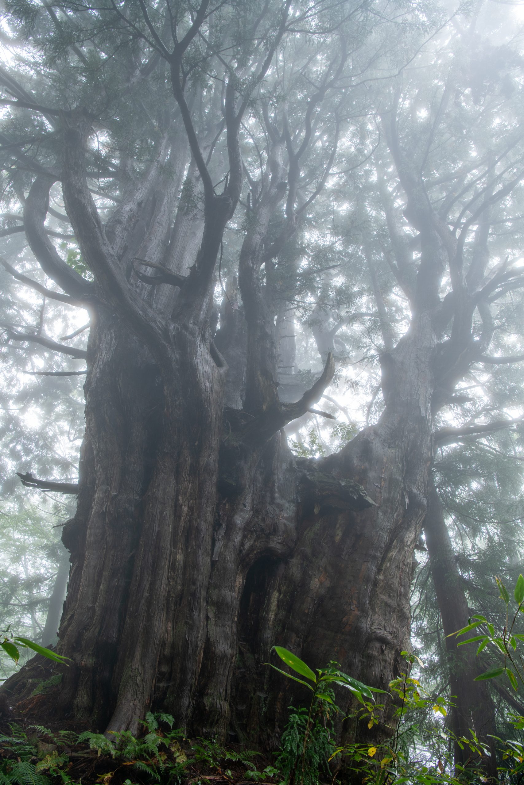 細蔵山 幻の大杉

