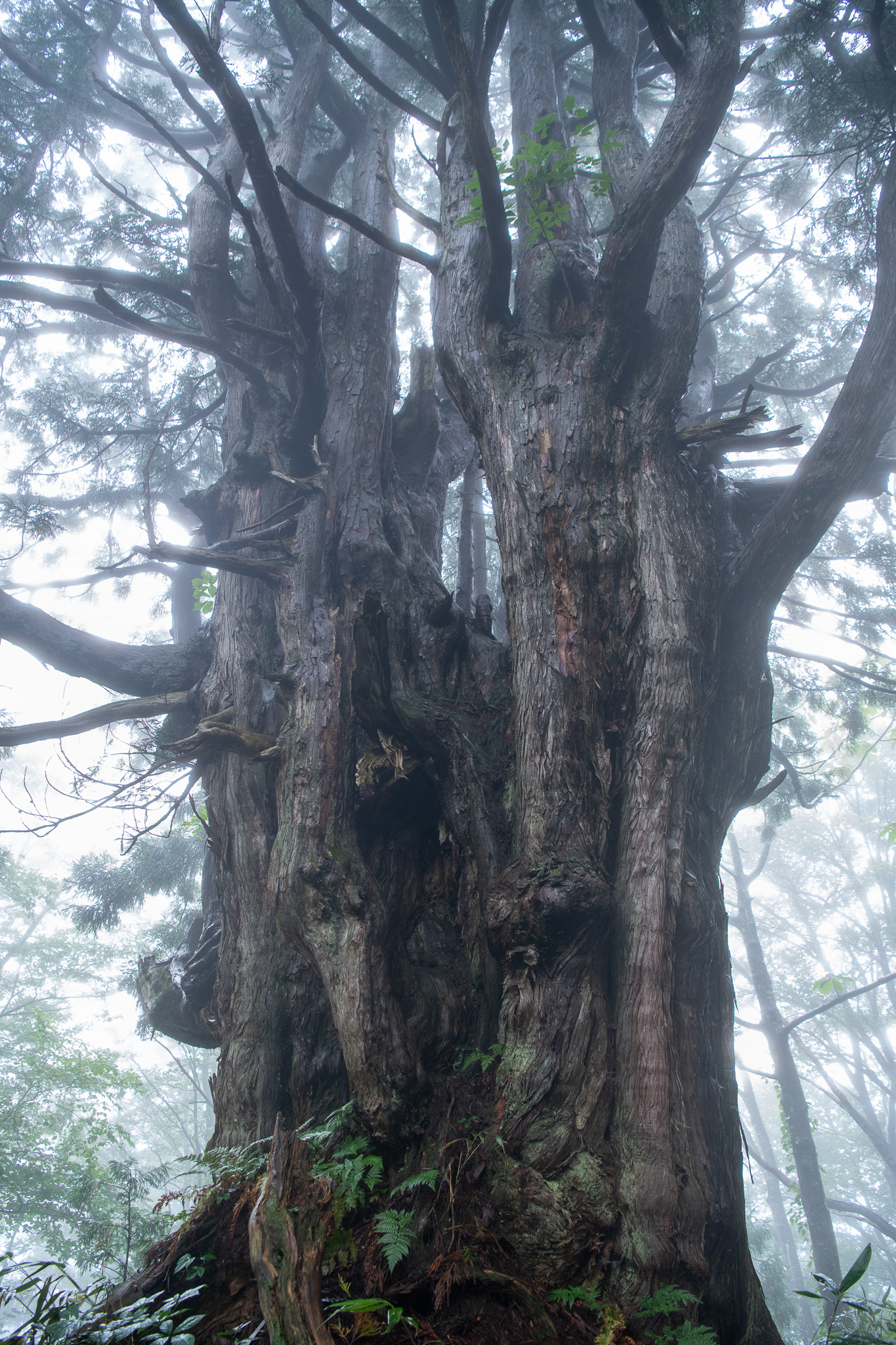 細蔵山 幻の大杉
