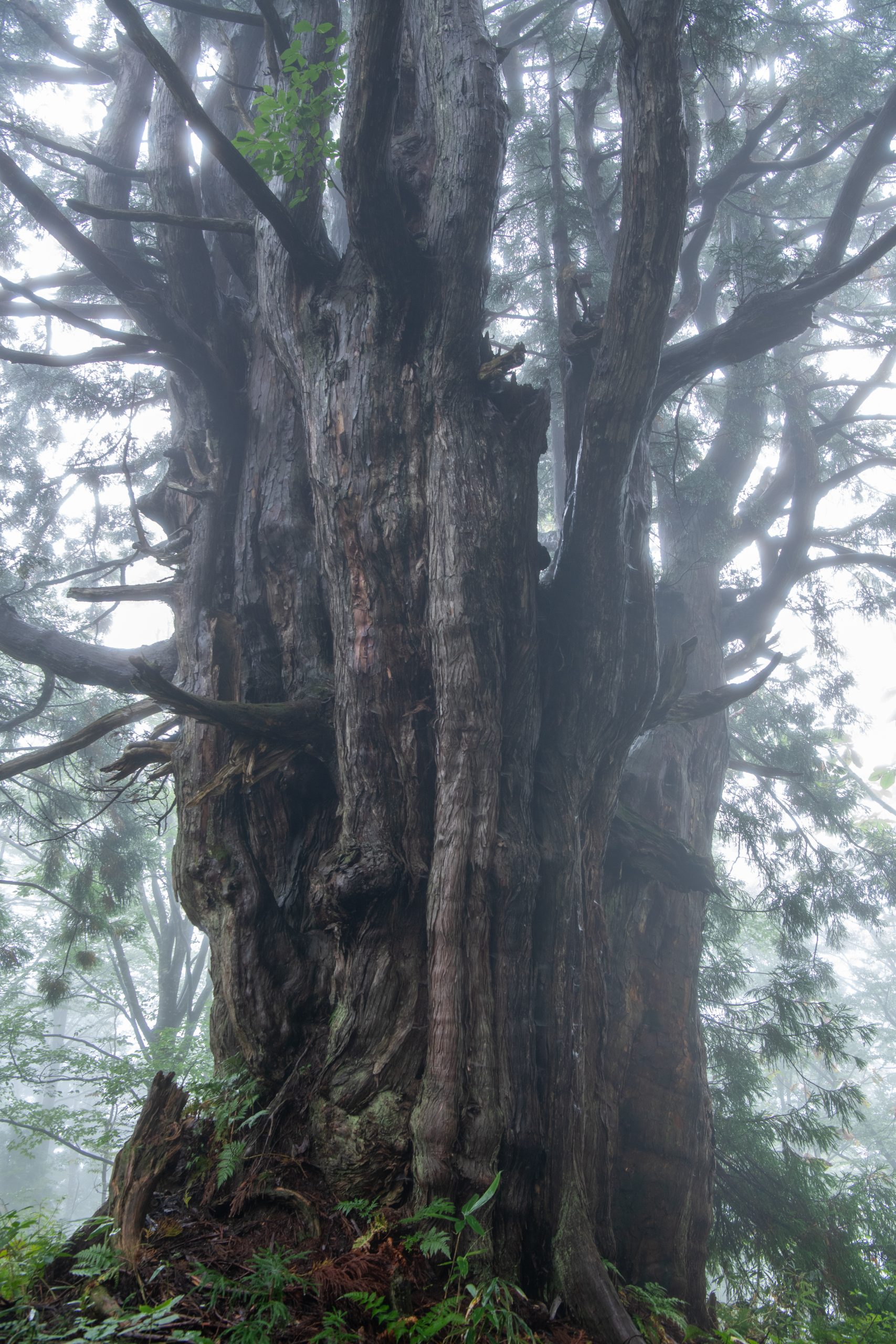 細蔵山 幻の大杉
