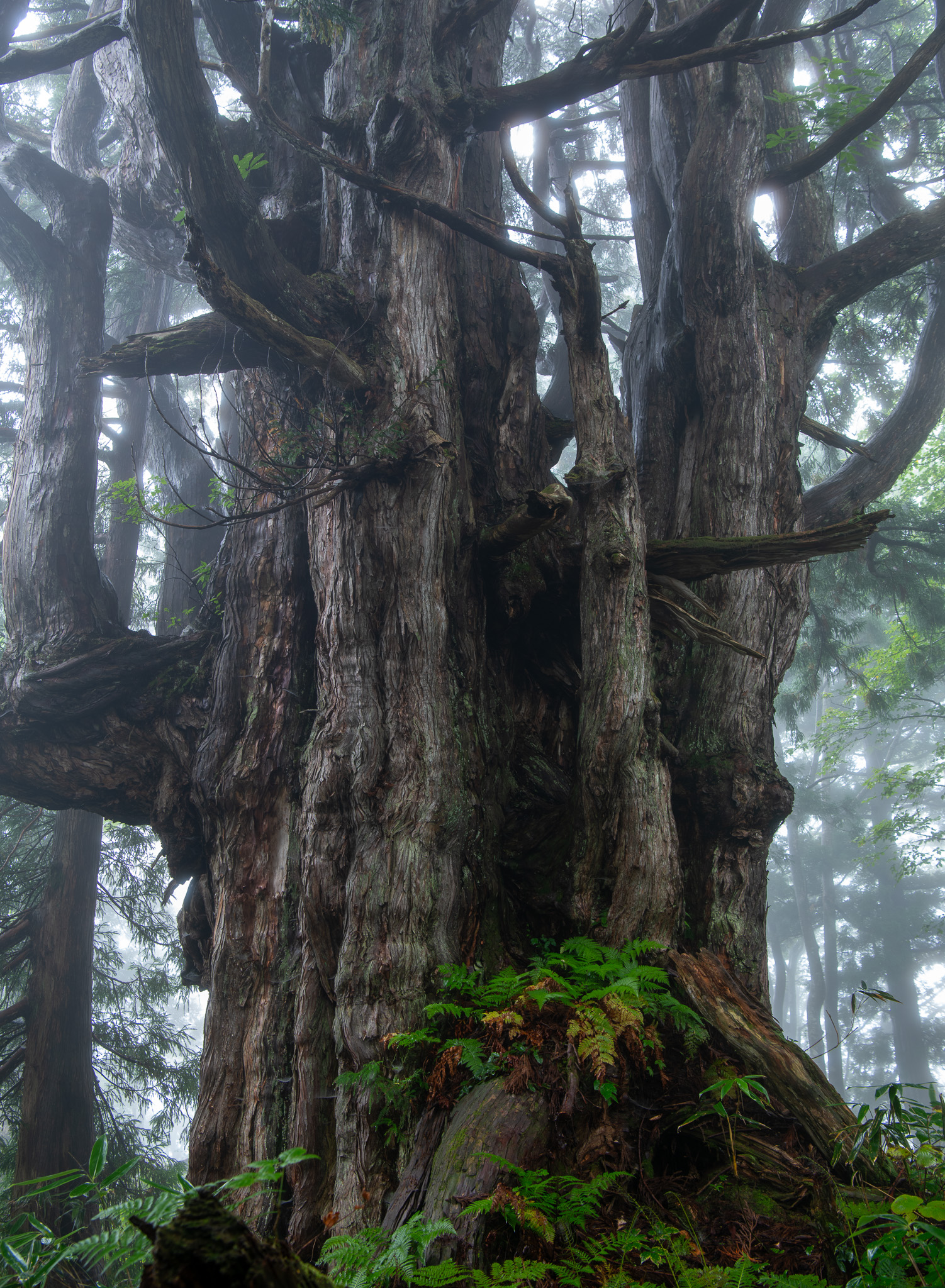 細蔵山 幻の大杉
