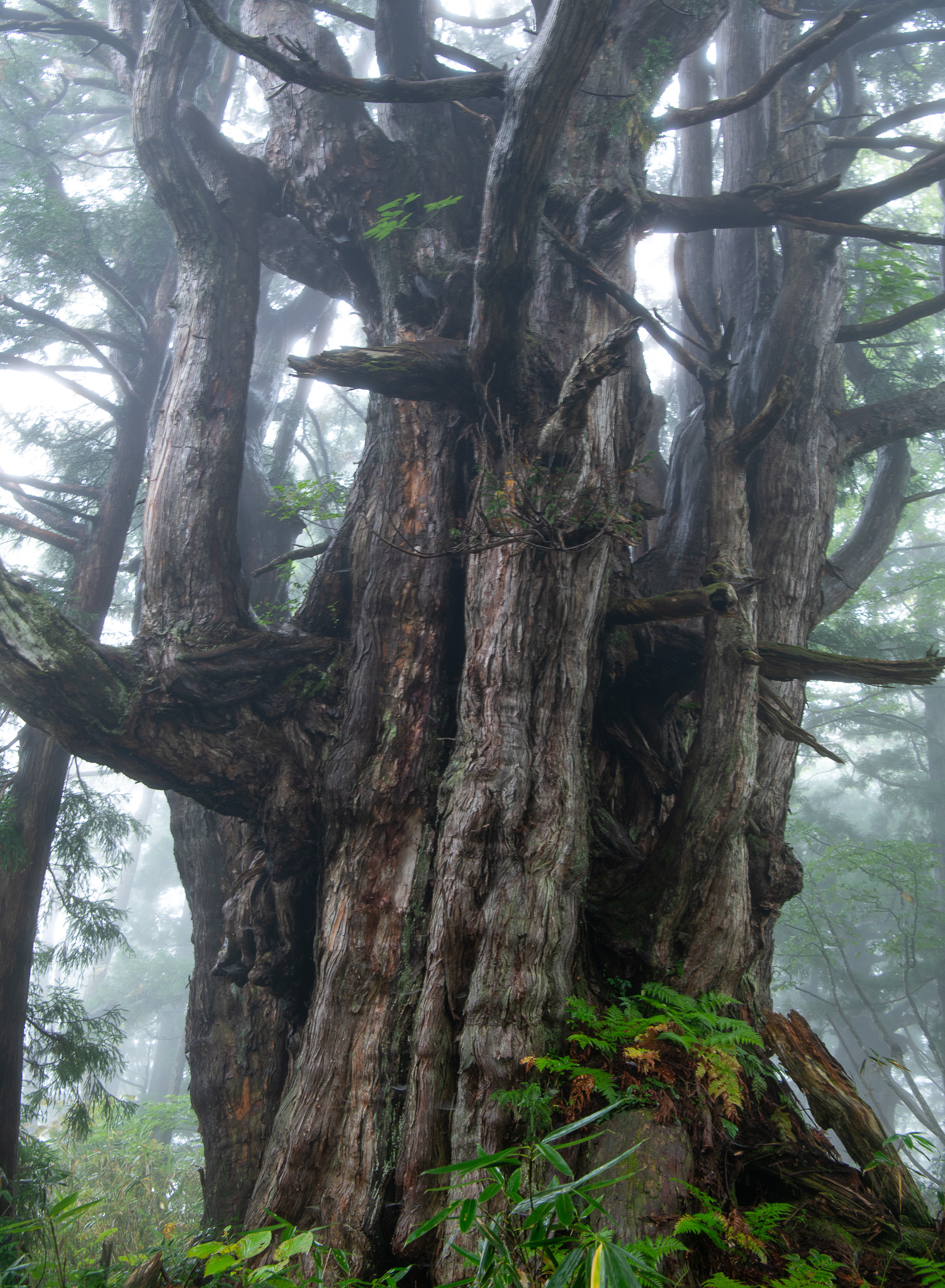 細蔵山 幻の大杉
