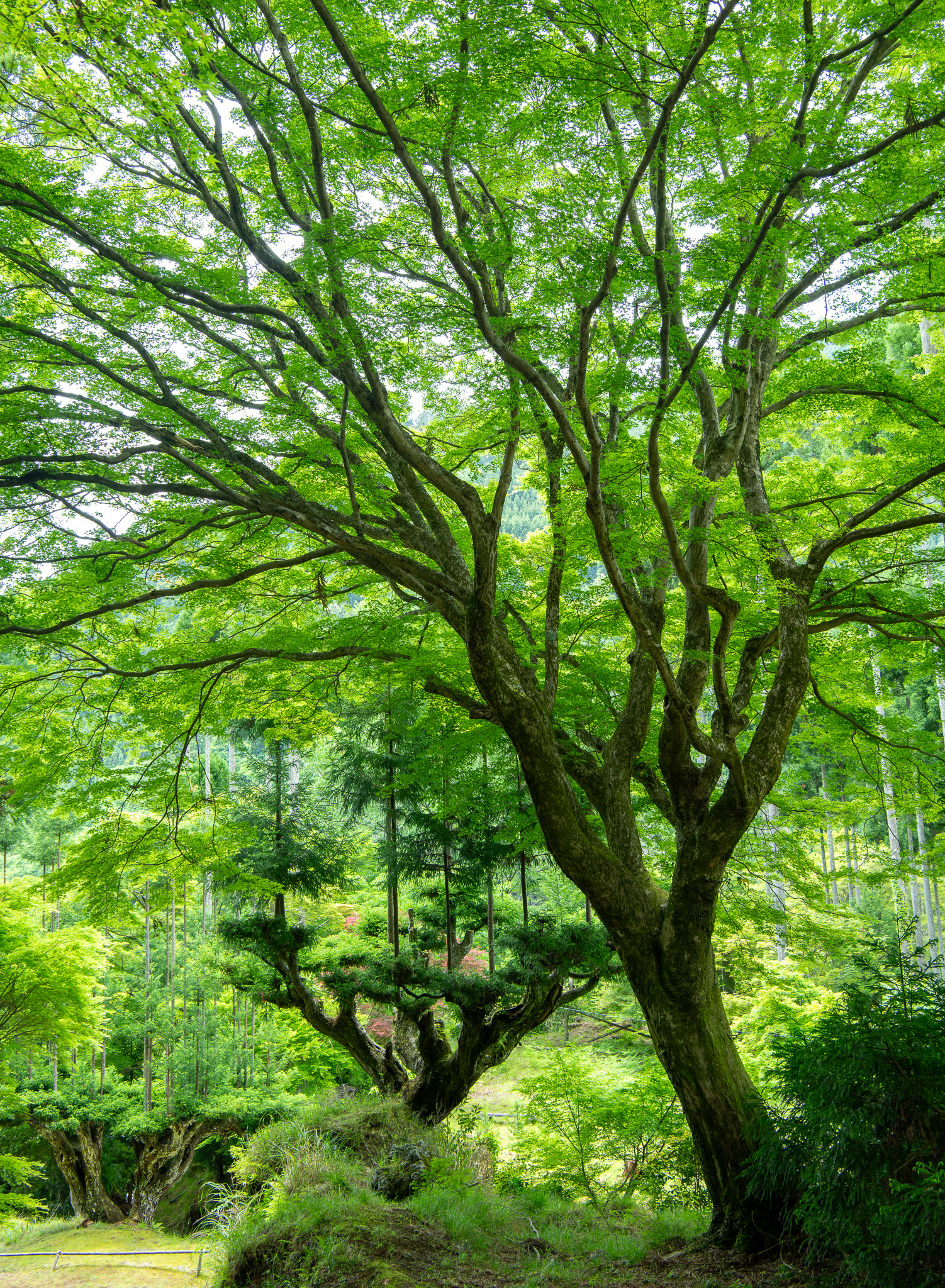 植木　北山大杉　庭木　取りに来ていただける方限定 北山大台杉 – 巨木の世界