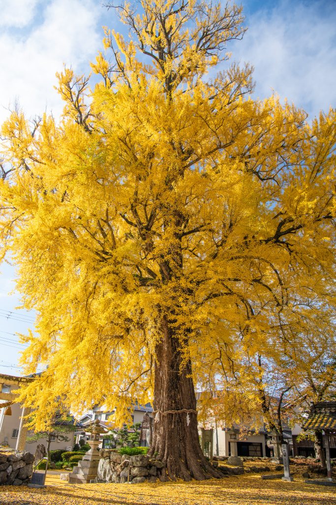 天川命神社の大銀杏