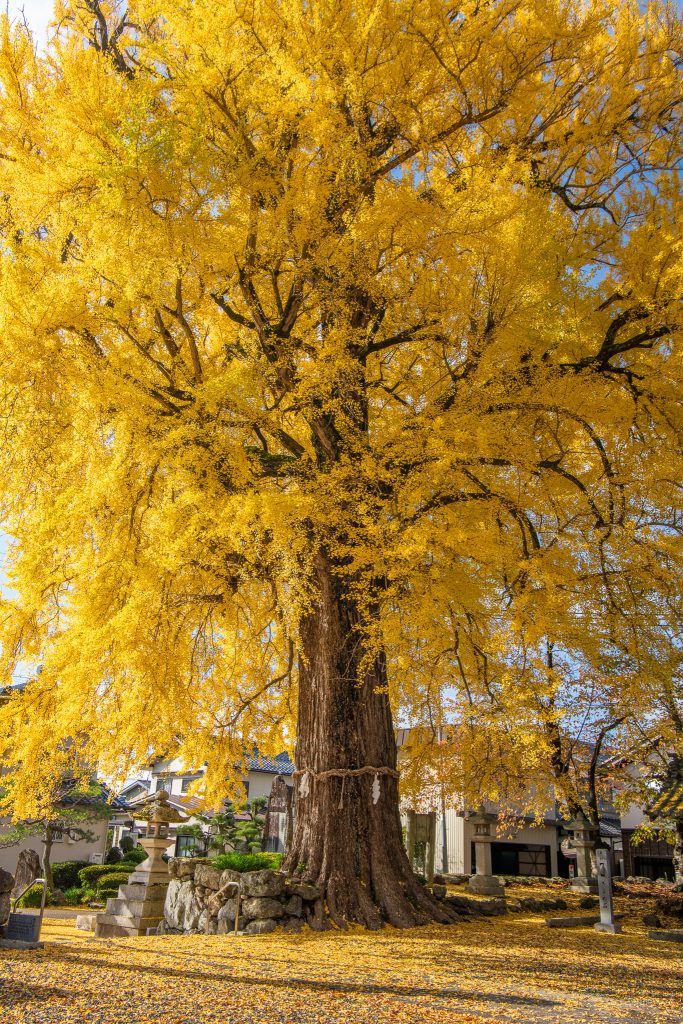 天川命神社の大銀杏