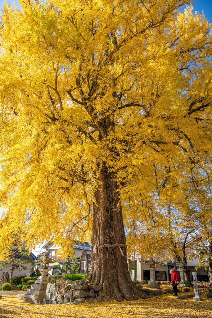天川命神社の大銀杏