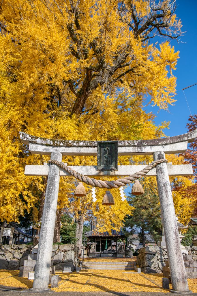 天川命神社の大銀杏