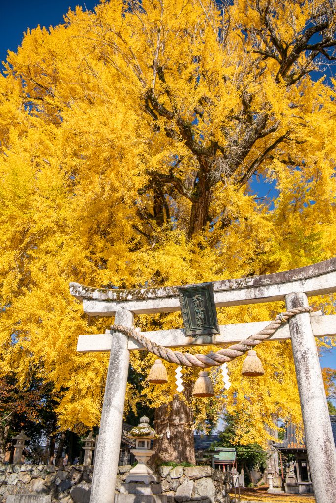 天川命神社の大銀杏