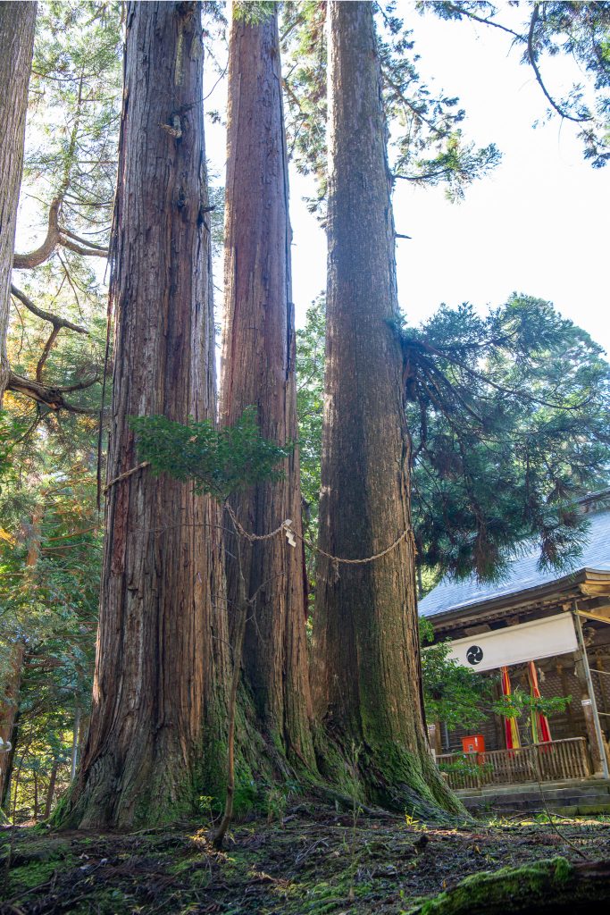白鬚神社のスギ