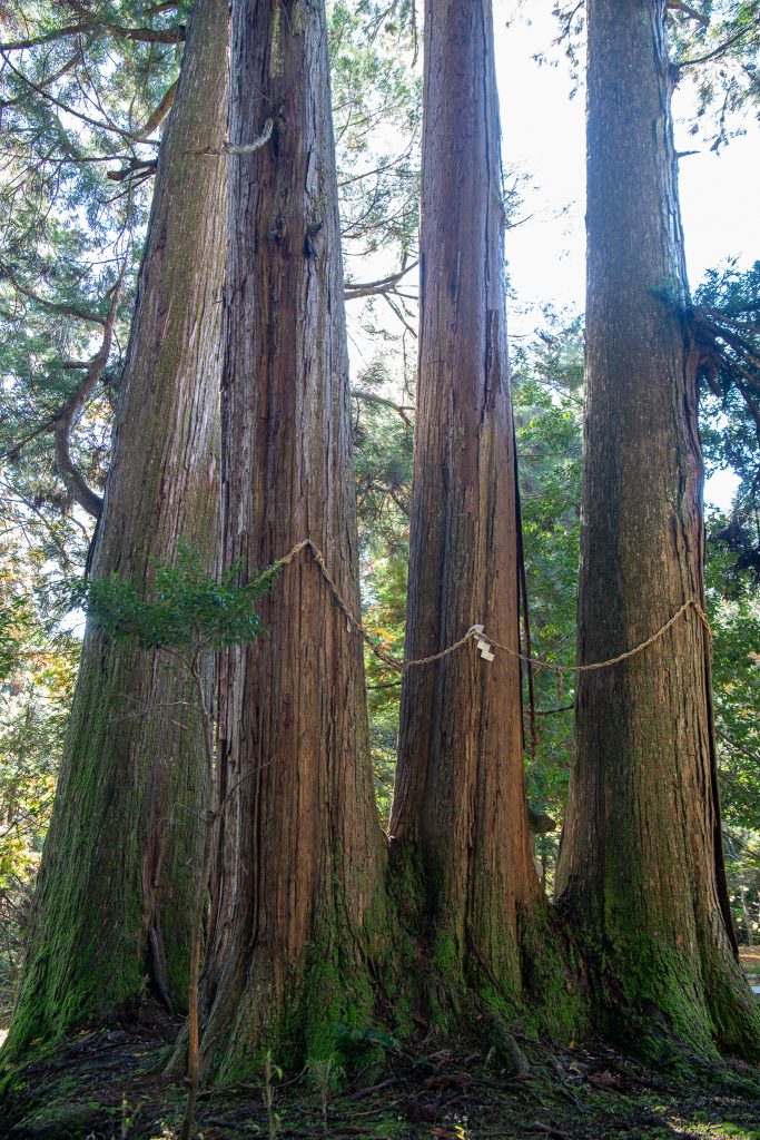 白鬚神社のスギ