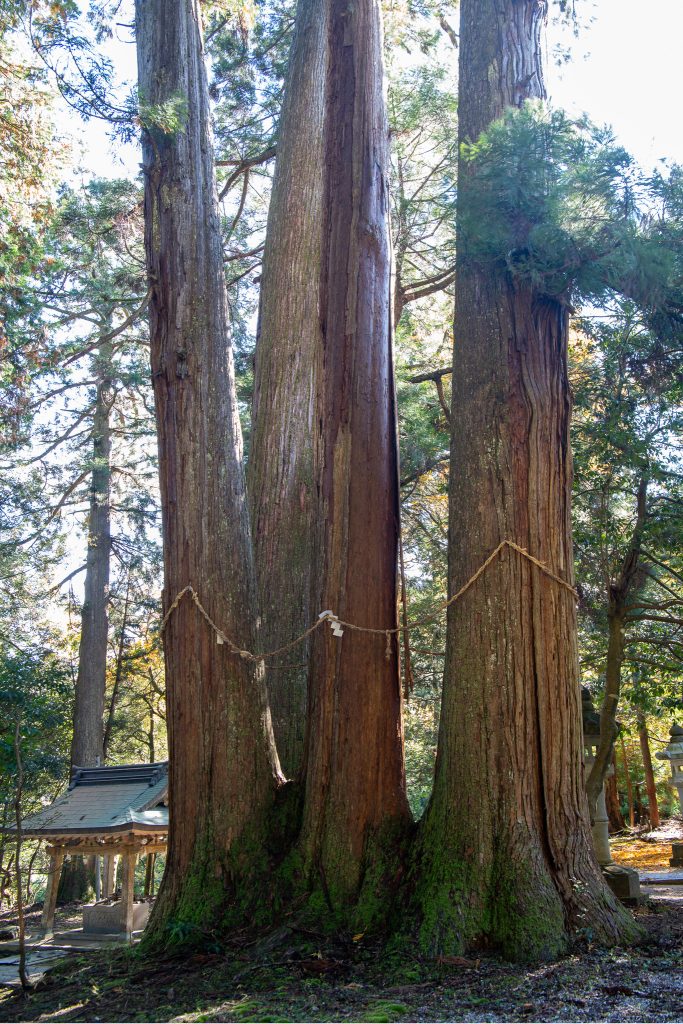 白鬚神社のスギ