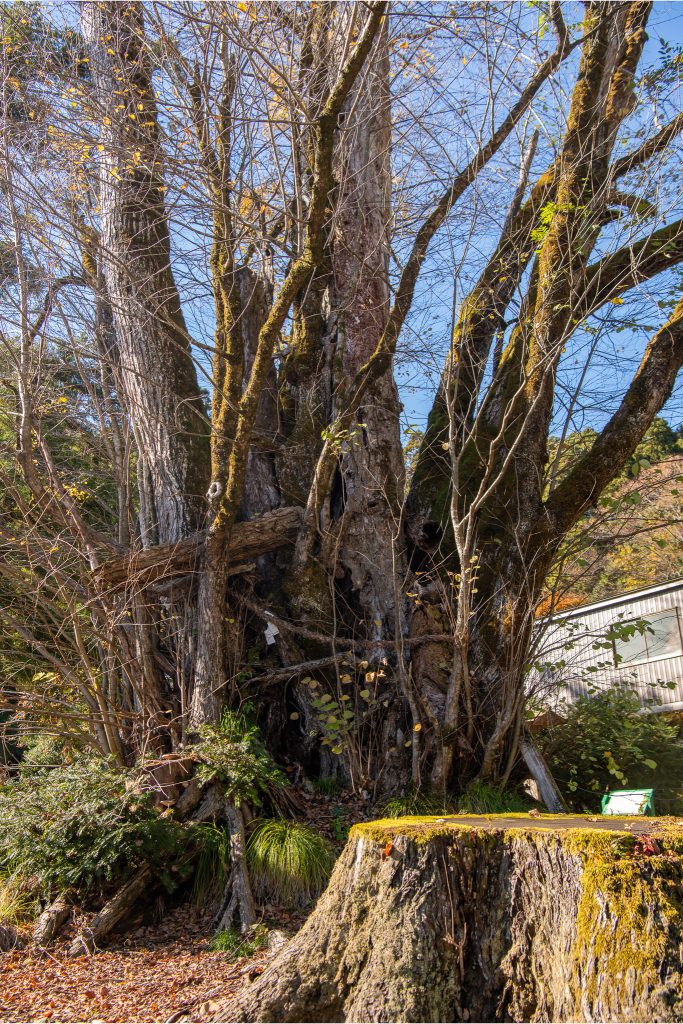 螢ヶ宮の大カツラ