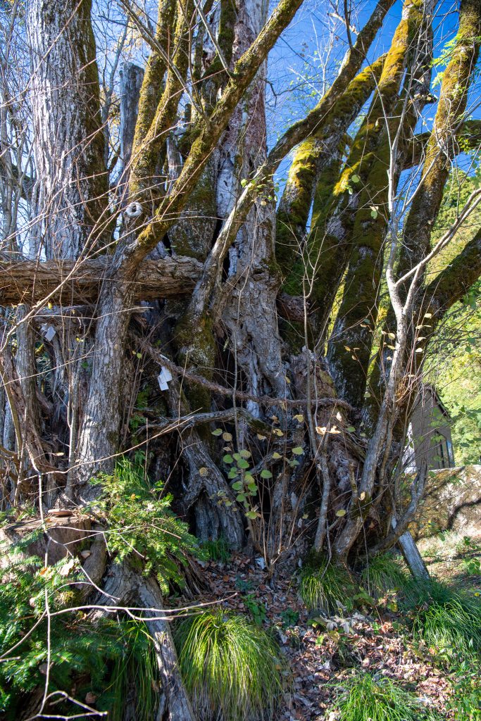 螢ヶ宮の大カツラ