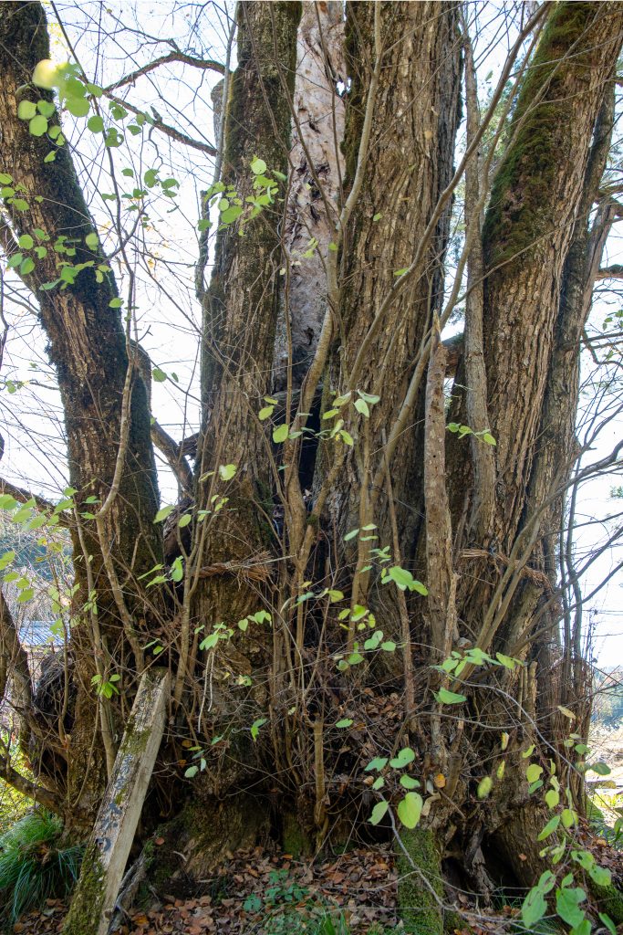 螢ヶ宮の大カツラ