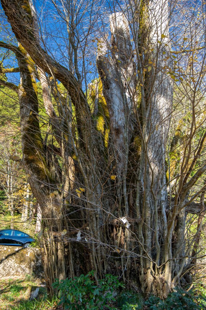 螢ヶ宮の大カツラ