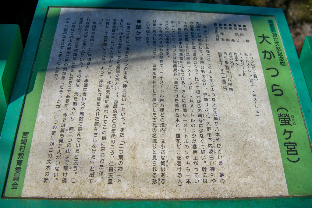 螢ヶ宮の大カツラ案内板