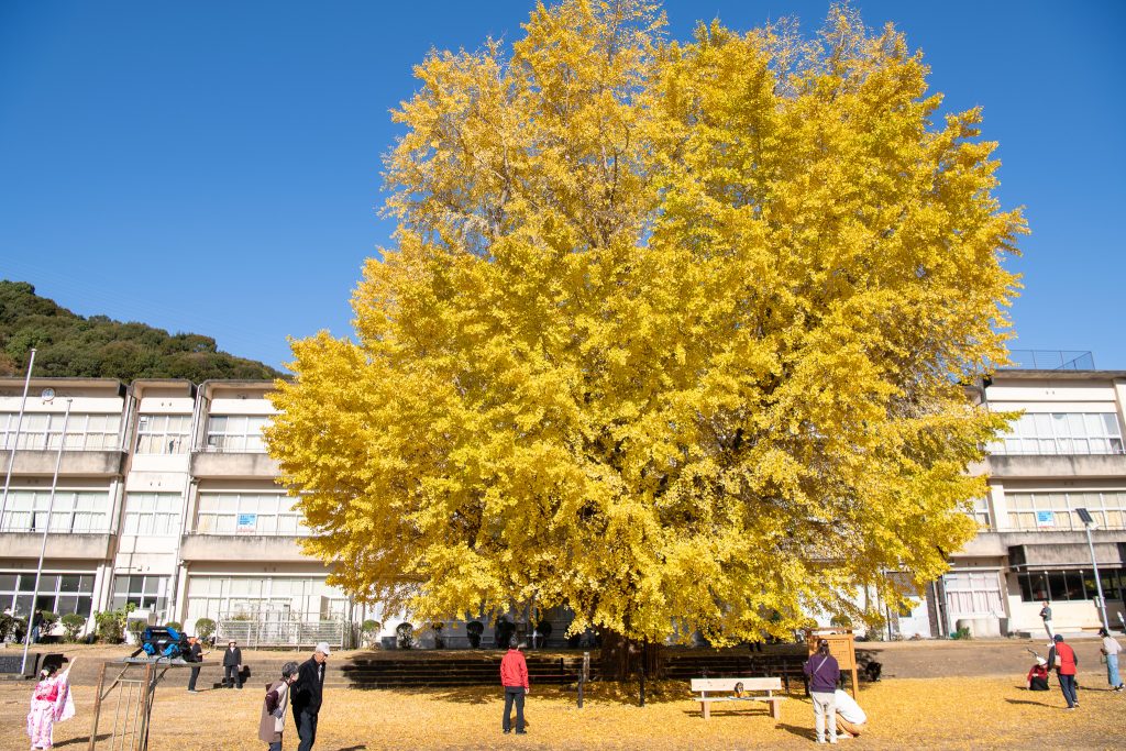 旧穂原小学校の大銀杏