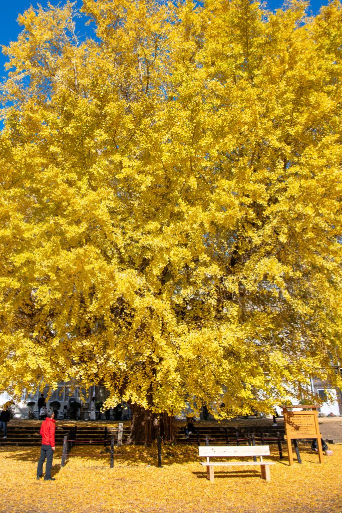 旧穂原小学校の大銀杏