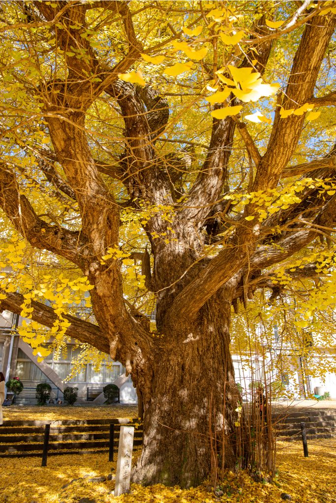 旧穂原小学校の大銀杏