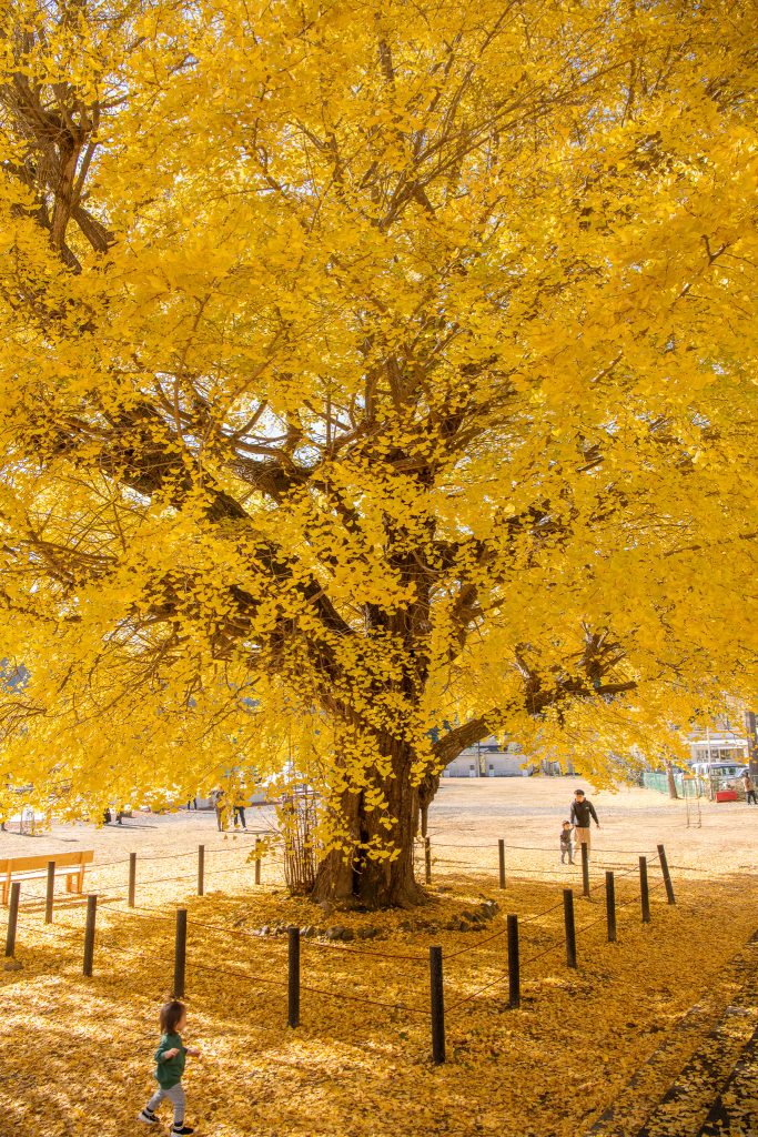 旧穂原小学校の大銀杏