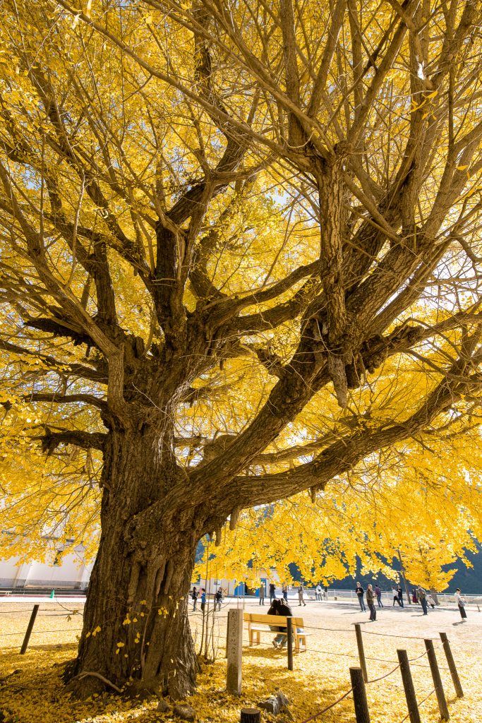 旧穂原小学校の大銀杏