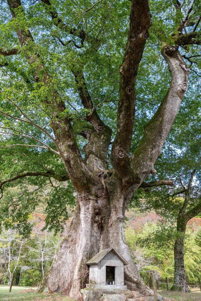 横川のムクノキ