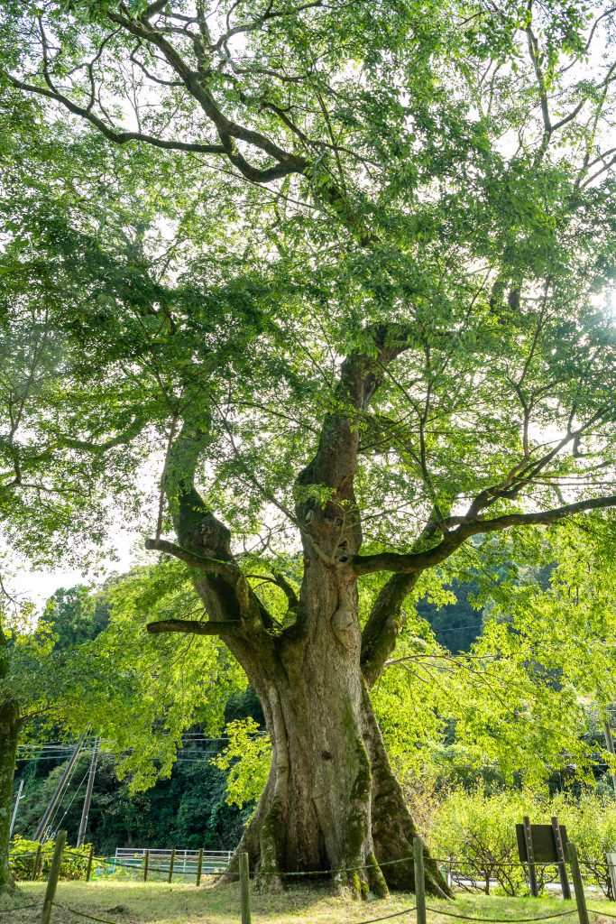 横川のムクノキ