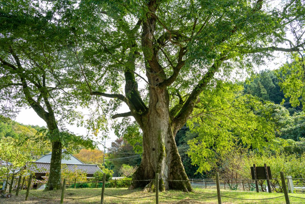 横川のムクノキ