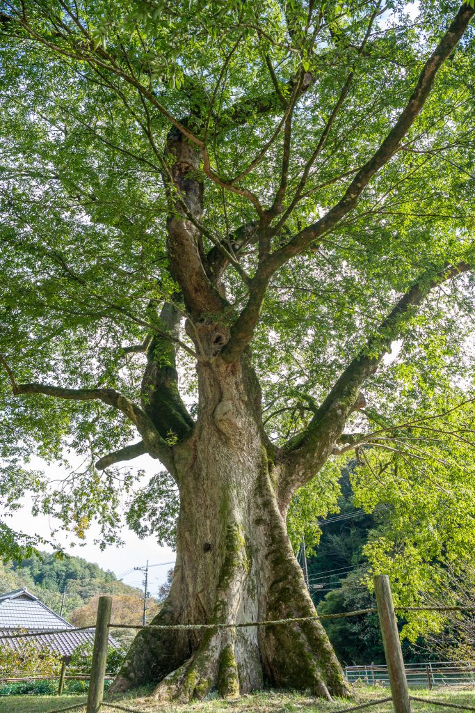 横川のムクノキ