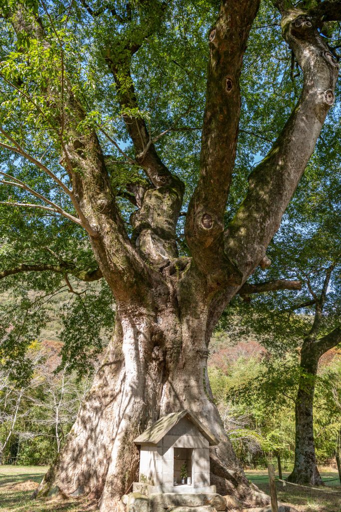横川のムクノキ