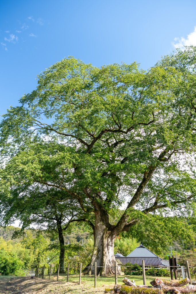 横川のムクノキ
