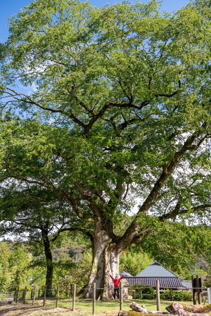 横川のムクノキ
