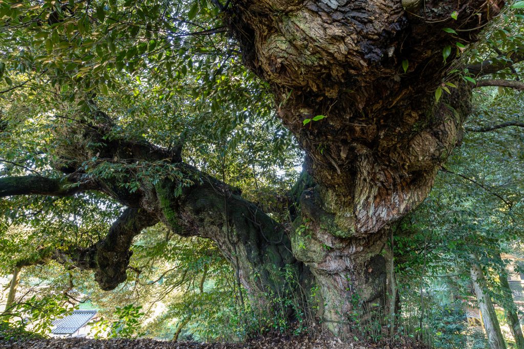 伯耆の大シイ