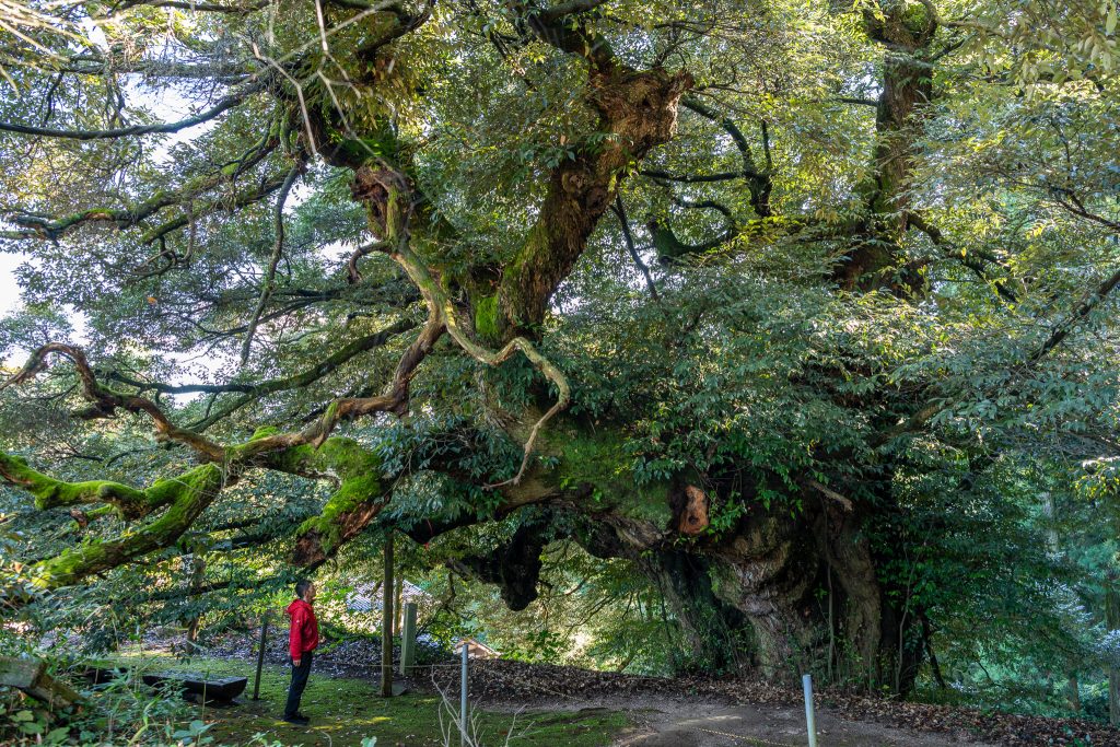 伯耆の大シイ