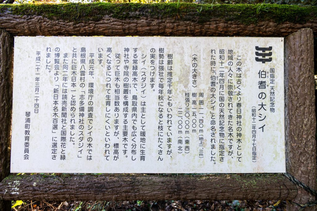 伯耆の大シイ案内板