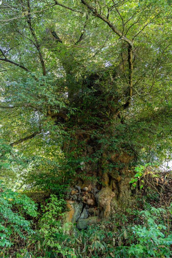 伯耆の大シイ